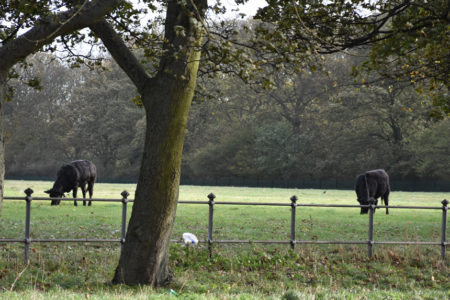 Nuns Moor Trees Cows