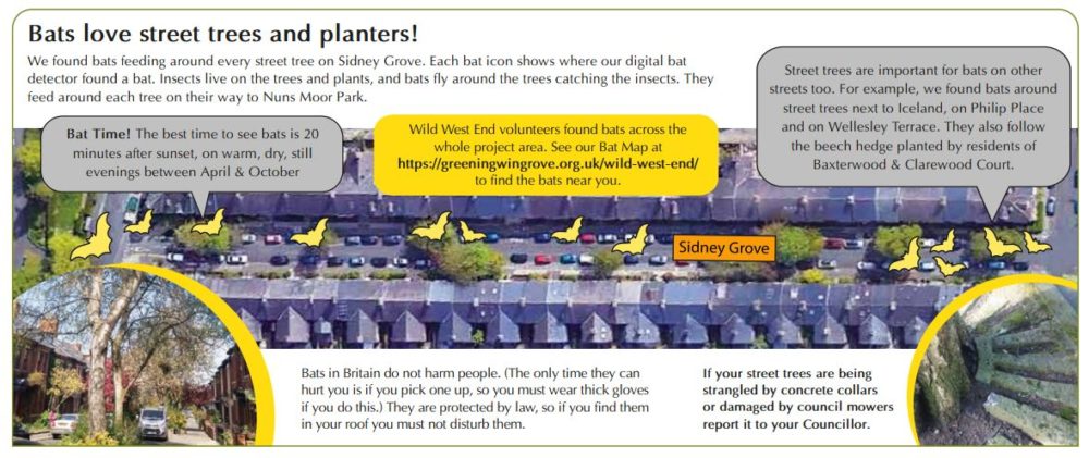 bats love street trees and planters
