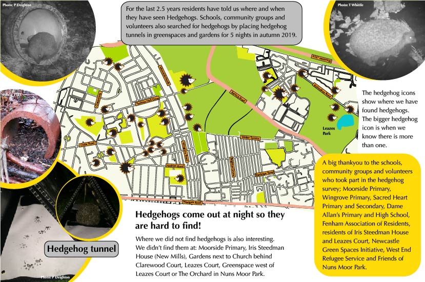 map showing hedgehogs in Wingrove and Fenham